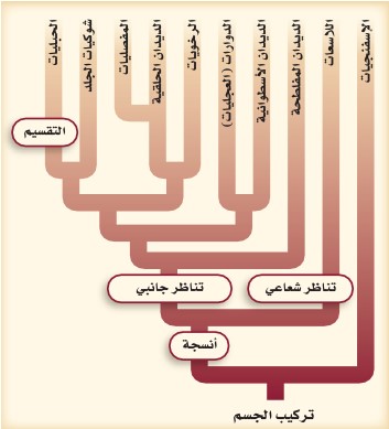 مخطط